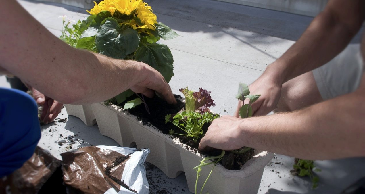 Nos conseils pour faire un potager sur son balcon